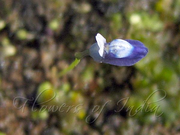 Tiny Bladderwort